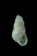 Chrysallida&nbsp;moolenbeeki